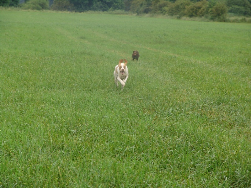 Publication : des plaines de Montansou Auteur : Christelle BATAILLE