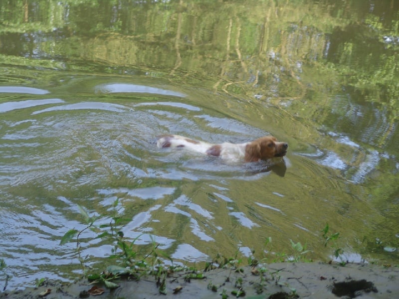 Publication : des plaines de Montansou Auteur : Christelle BATAILLE