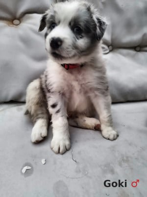 Les chiots de Berger Australien