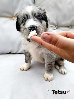 Les chiots de Berger Australien