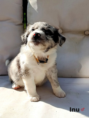 Les chiots de Berger Australien
