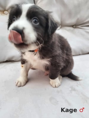 Les chiots de Berger Australien
