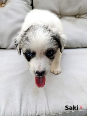 Les chiots de Berger Australien