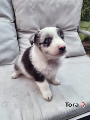 Les chiots de Berger Australien