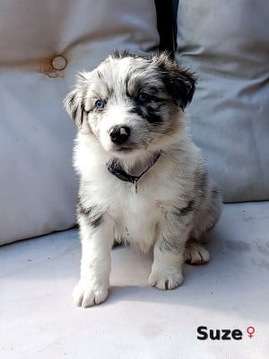 Les chiots de Berger Australien
