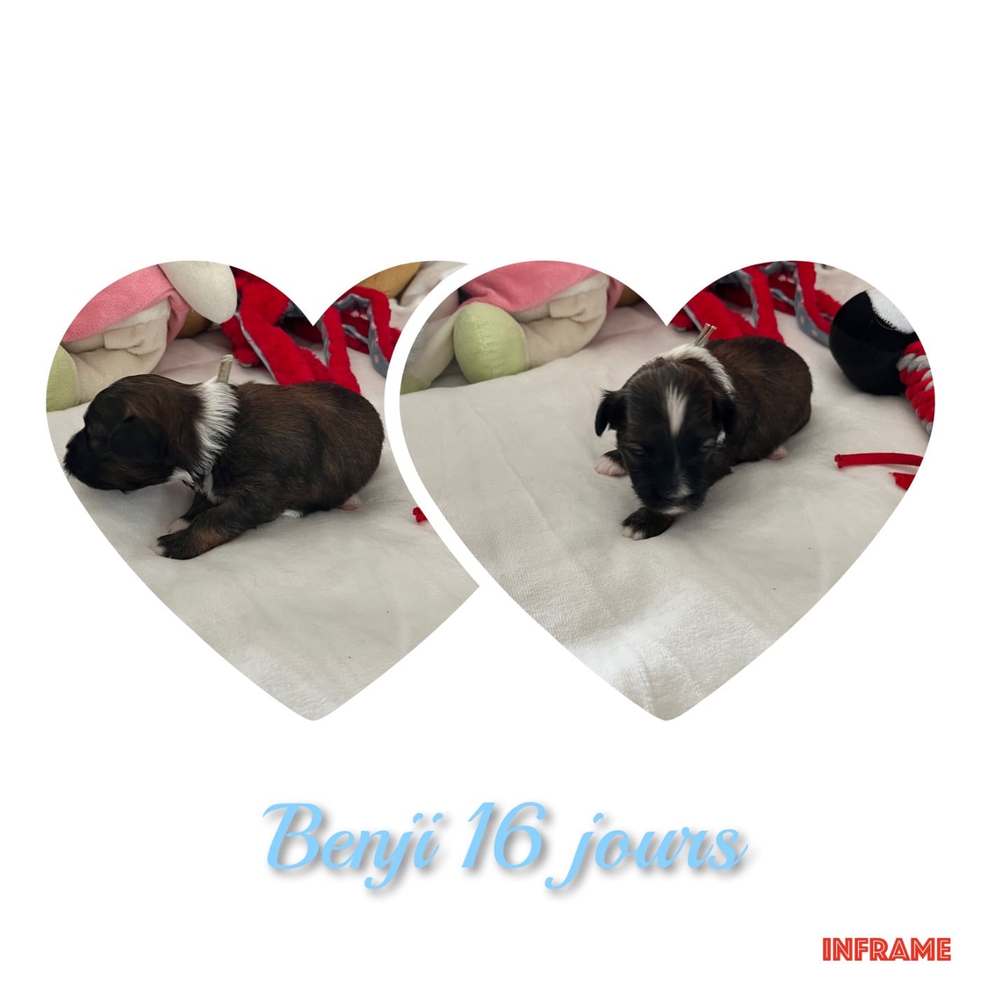 Benji