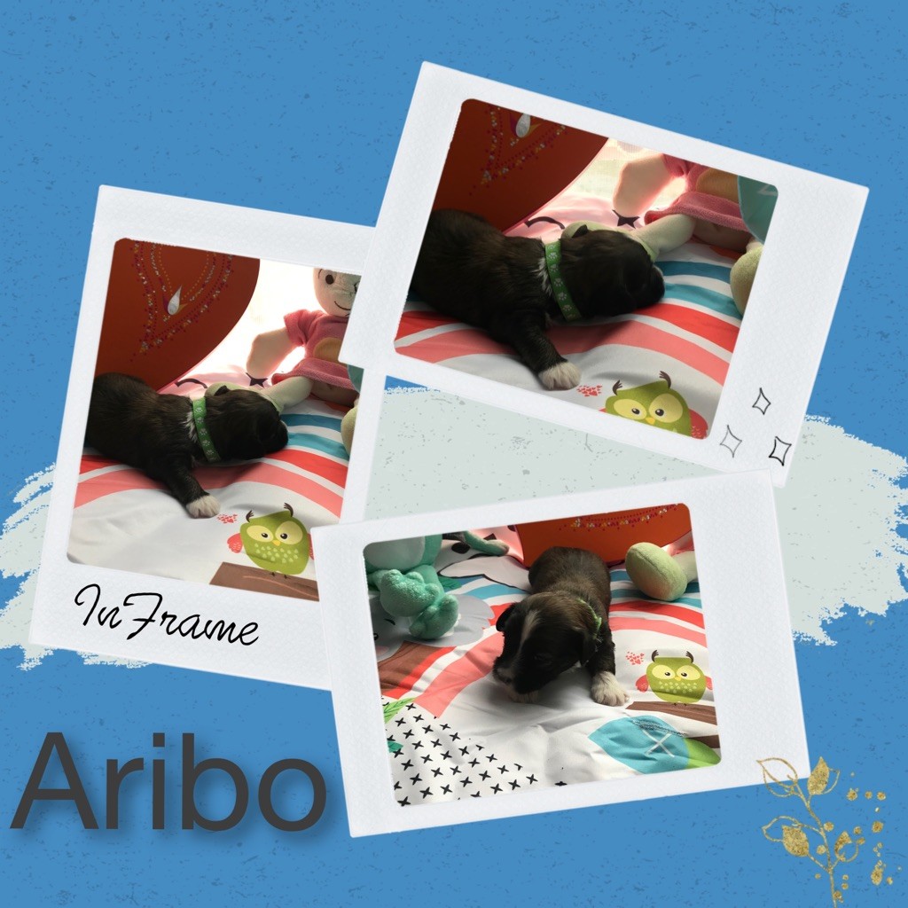 Aribo