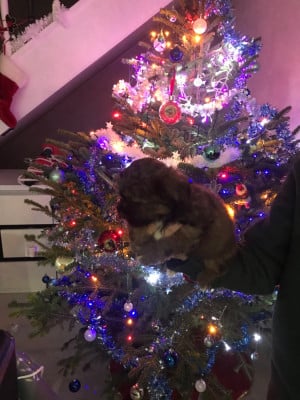 Les chiots de Bichon Havanais