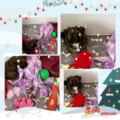 Les chiots de Bichon Havanais