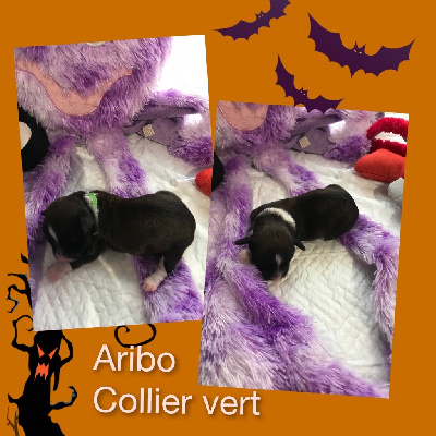 Les chiots de Bichon Havanais