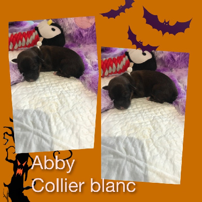 Les chiots de Bichon Havanais