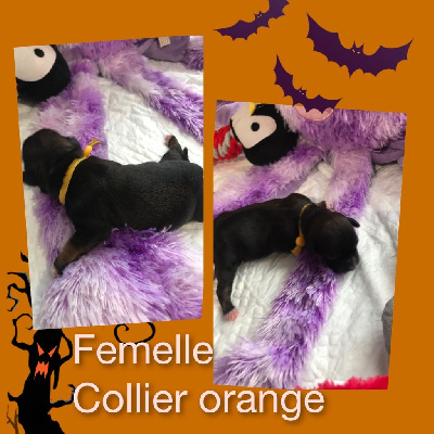 Les chiots de Bichon Havanais