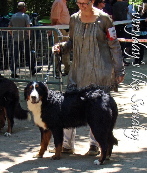 Kimberly von romanshof - Très Prometteur Classe Puppy Femelles