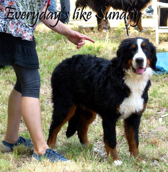 Kimberly von romanshof - Prometteur Classe Puppy Femelle