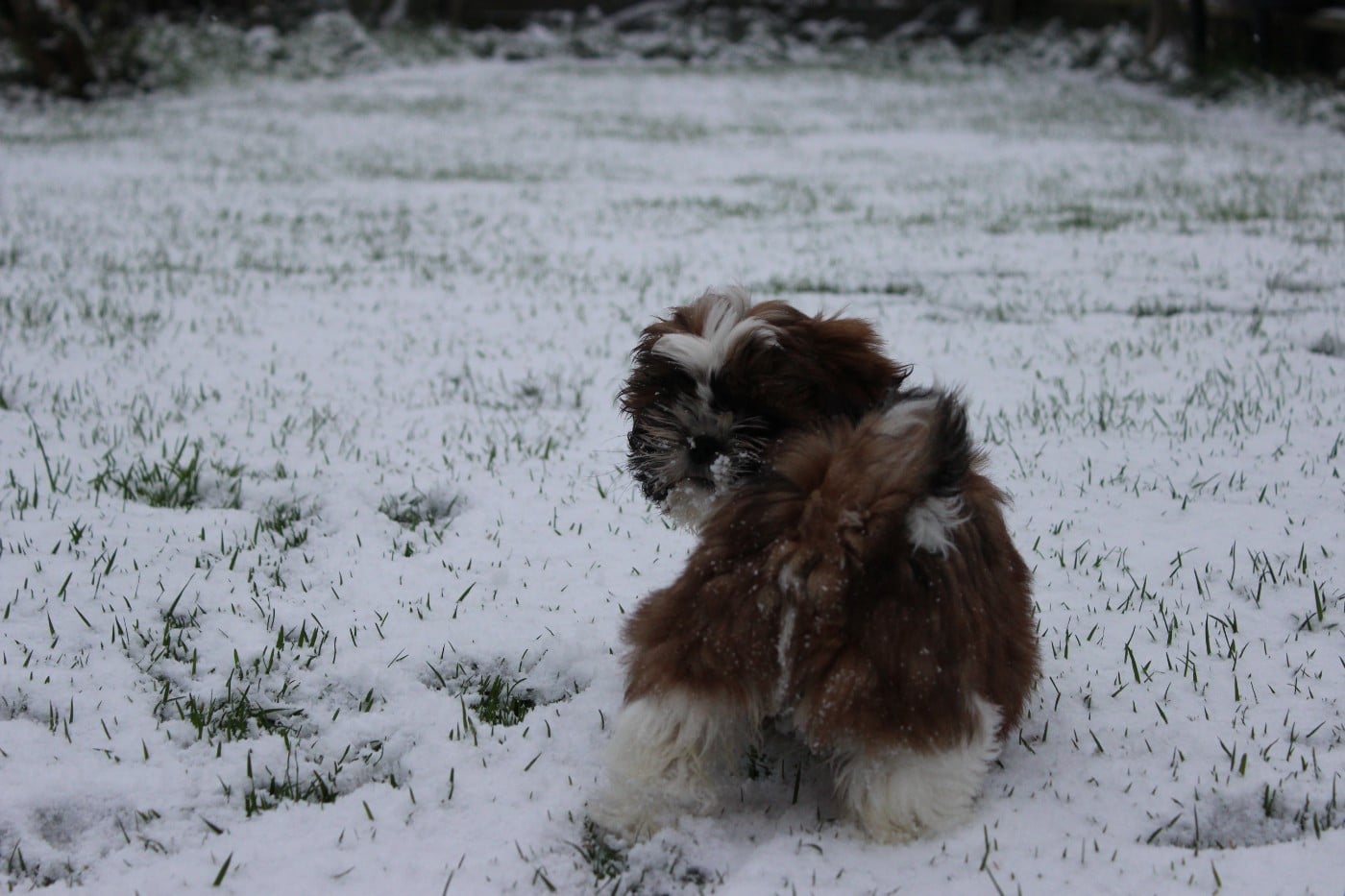 Shih Tzu - of ai huong lan's Dreams