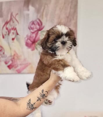 Les chiots de Shih Tzu