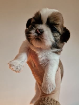 Les chiots de Shih Tzu