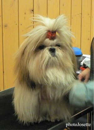 Ai huong lan Du domaine des atlantes - meilleur jeune