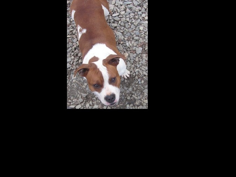 Publication : Lealta's Edition