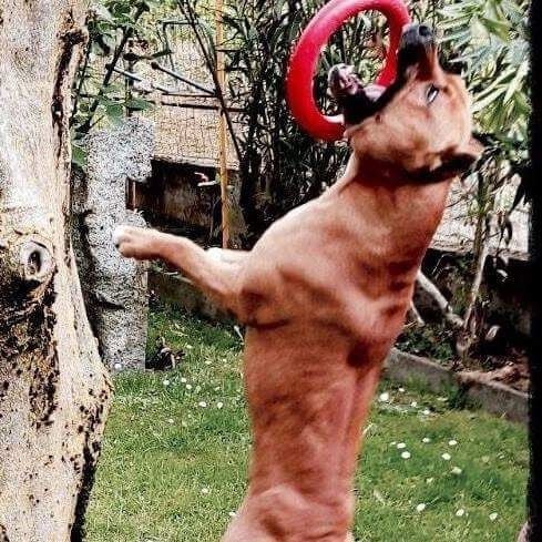 Publication : Lealta's Edition