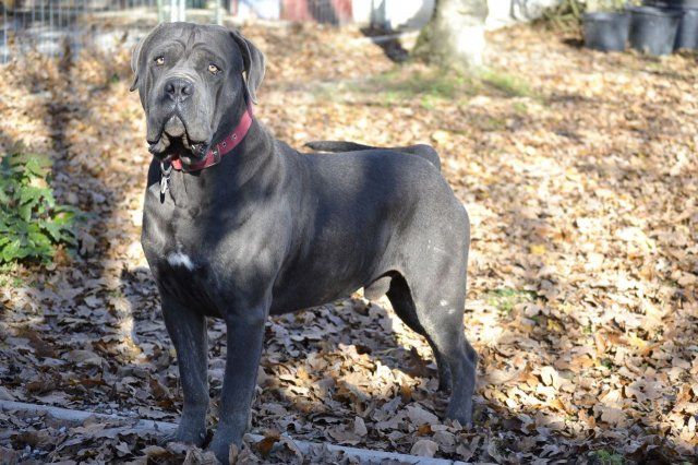 Publication : Lealta's Edition