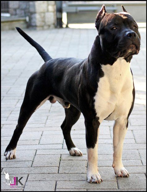 Publication : Lealta's Edition