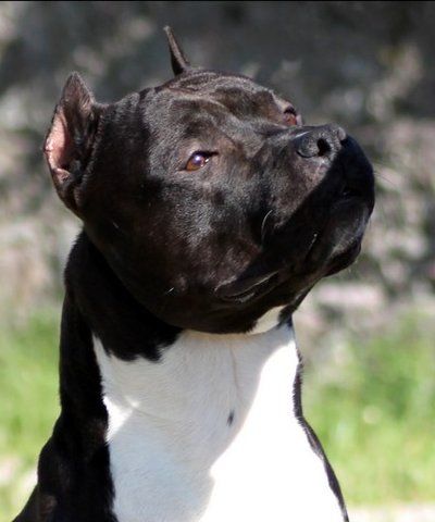 Publication : Lealta's Edition