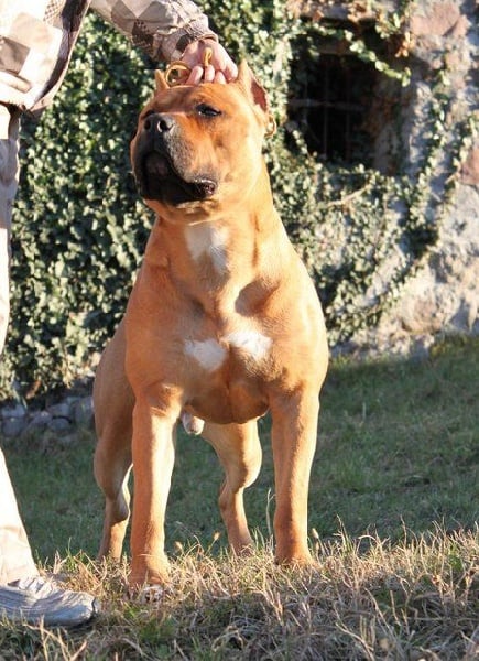 Publication : Lealta's Edition