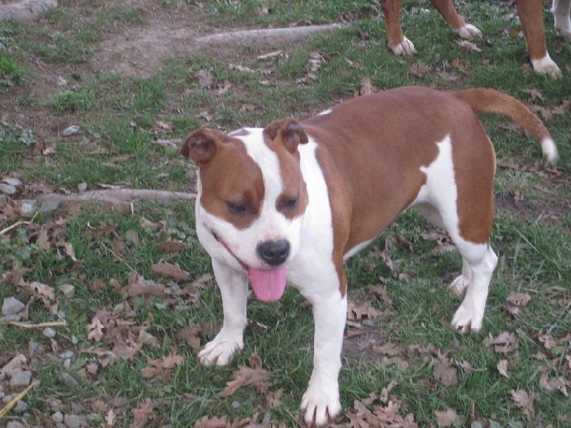 Publication : Lealta's Edition