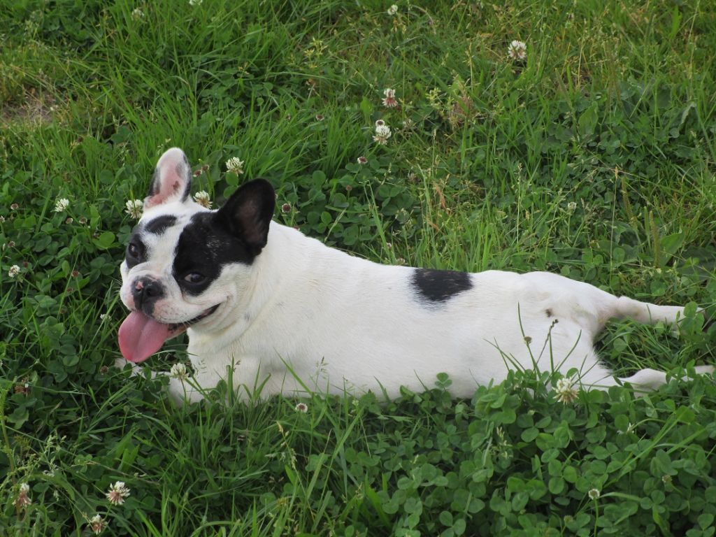 Publication : Lealta's Edition