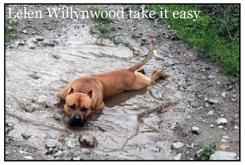 Publication : Lealta's Edition