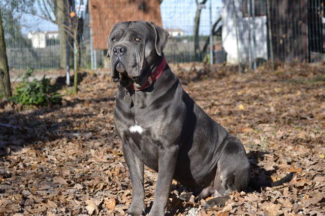 Publication : Lealta's Edition