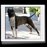 Publication : Lealta's Edition