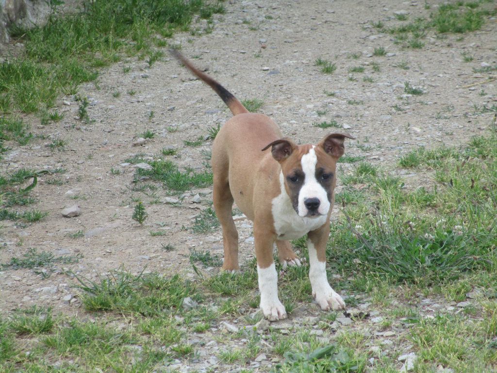 Publication : Lealta's Edition