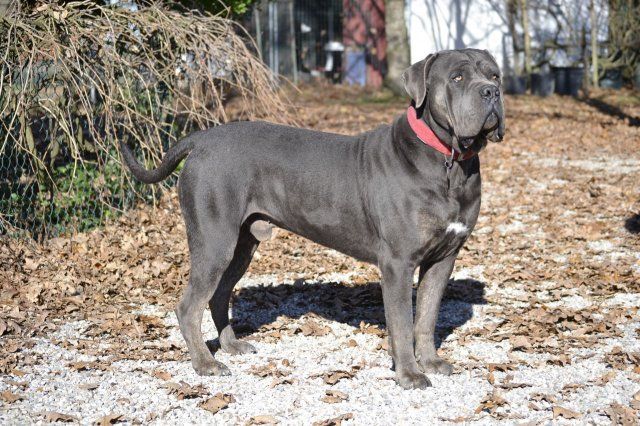 Publication : Lealta's Edition