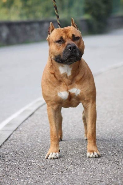 Publication : Lealta's Edition