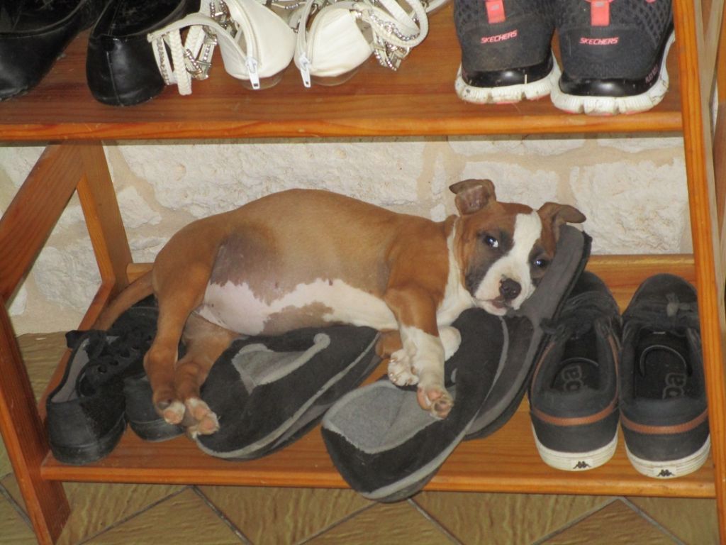 Publication : Lealta's Edition