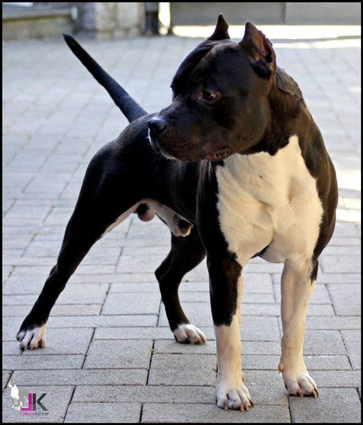 Publication : Lealta's Edition