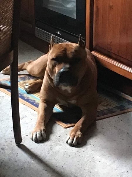 Publication : Lealta's Edition