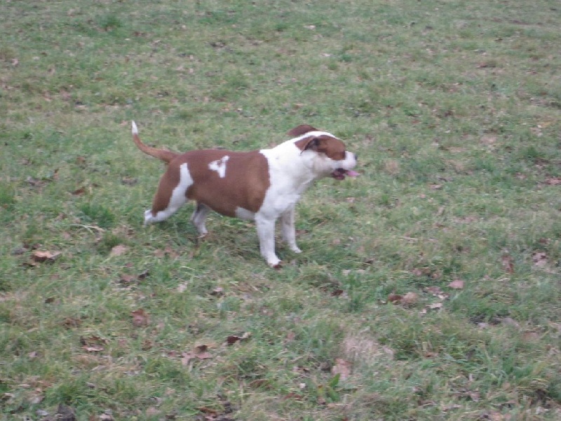 Publication : Lealta's Edition