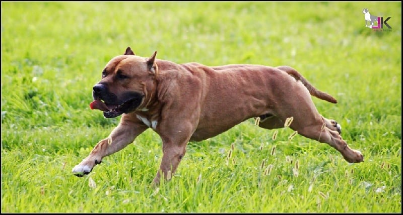 Publication : Lealta's Edition