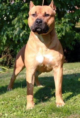 Publication : Lealta's Edition