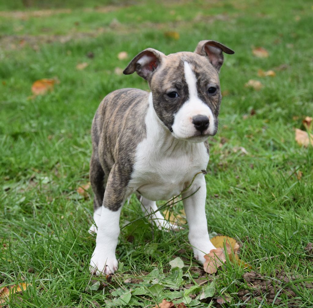 Chiot American Staffordshire Terrier, Raiden, femelle