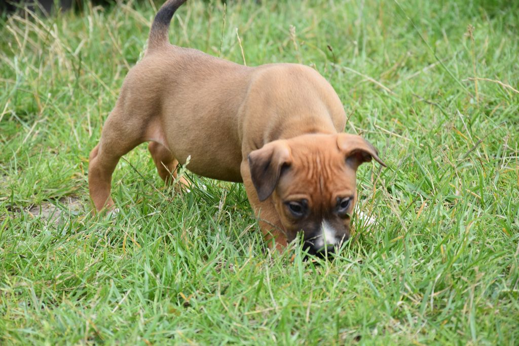 Chiot American Staffordshire Terrier, REX, mâle disponible