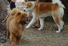 Che-koan du lee dou des thitounes - Très prometteur, meilleur puppy