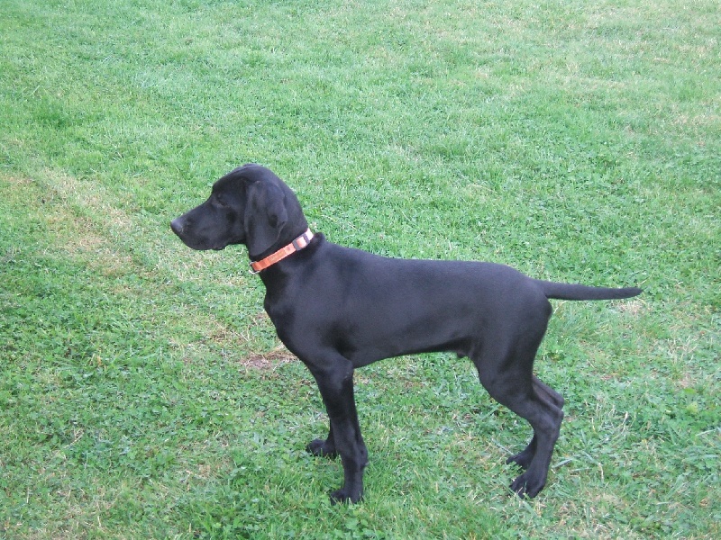 Publication : des Bek Noirs Auteur : P Landré