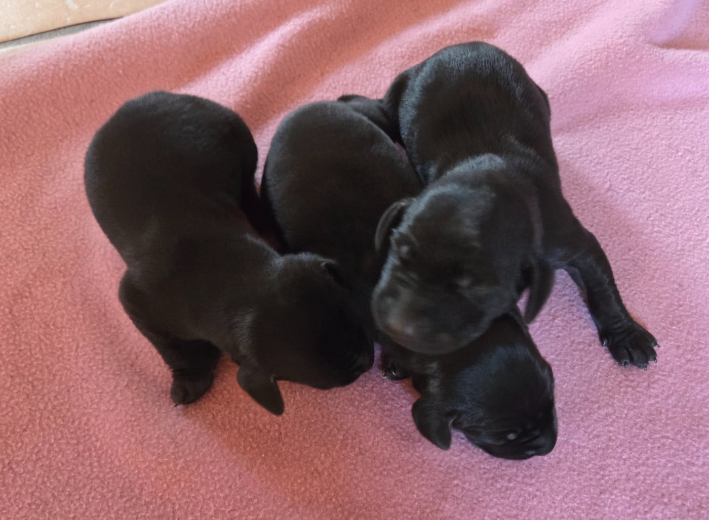 CHIOT 3 des BEK Noirs - Braque allemand à poil court