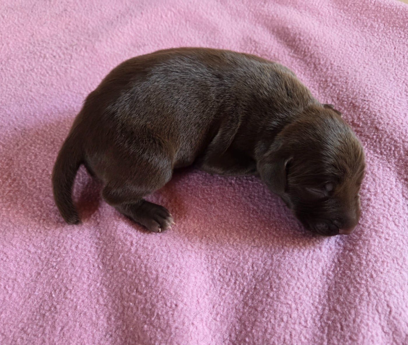 CHIOT 7 des BEK Noirs - Braque allemand à poil court