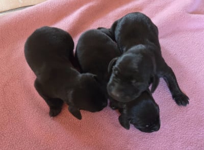Les chiots de Braque allemand à poil court