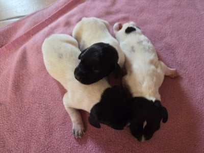 Les chiots de Braque allemand à poil court